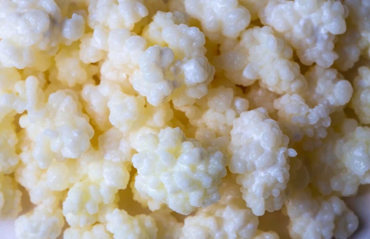 Imagen de Fermentación de alimentos o el arte milenario de dejar que el tiempo cocine