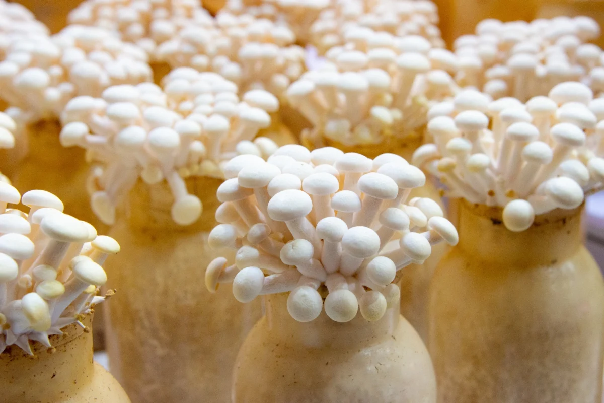 Imagen de Micoproteína: la alternativa sostenible para alimentar al mundo