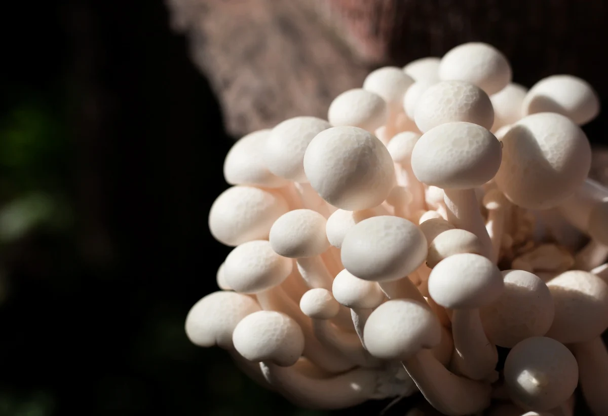 Imagen de Micoproteína: la alternativa sostenible para alimentar al mundo