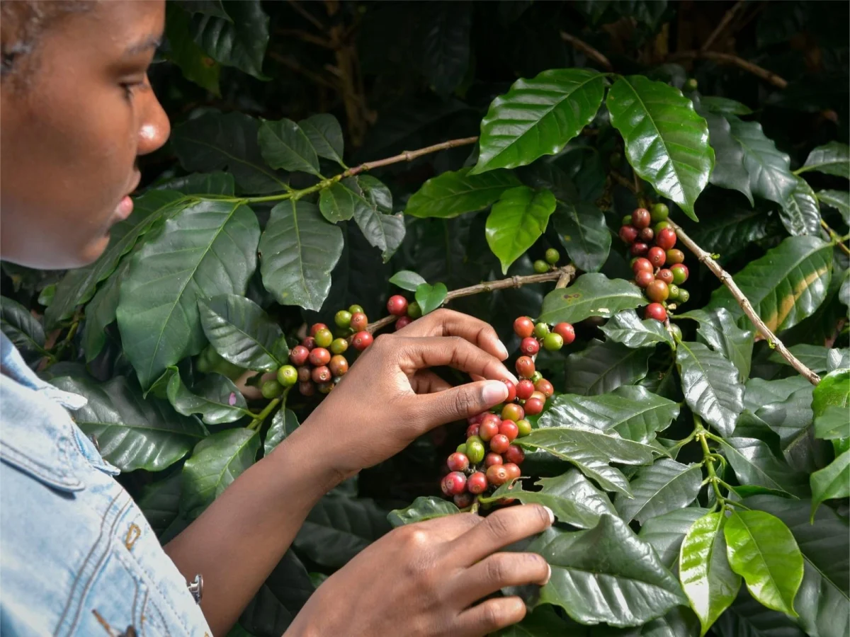 Imagen de Café de Ruanda, el sabor de las mil colinas