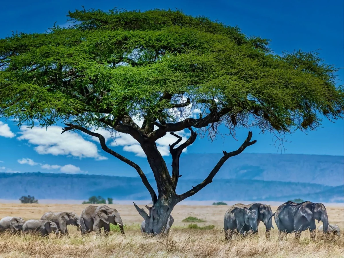 Imagen de Comida en un safari por Kenia, Tanzania y Botswana: sabores de la sabana