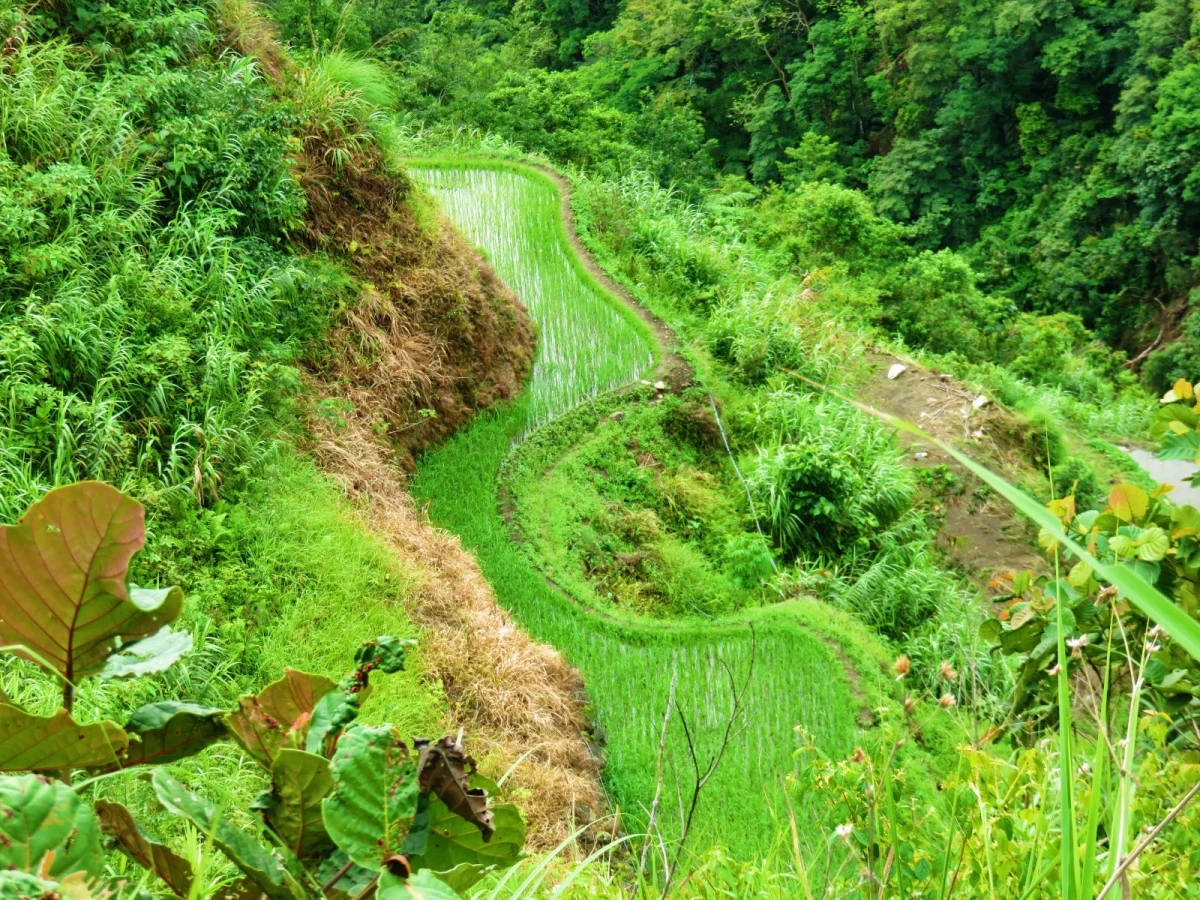 Imagen de Terrazas de arroz de Batad, viaje a la joya agrícola de Filipinas