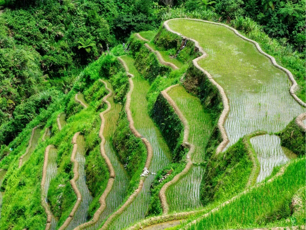 Imagen de Terrazas de arroz de Batad, viaje a la joya agrícola de Filipinas