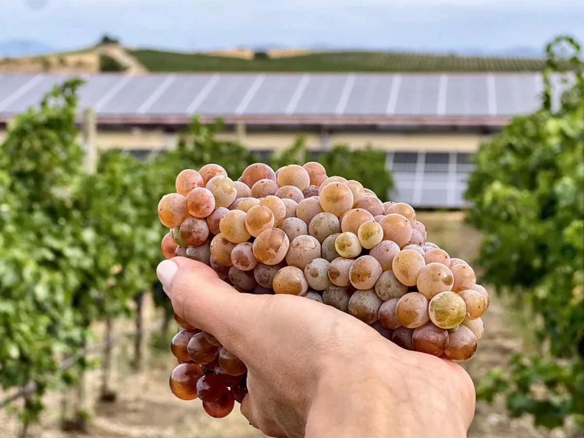 Imagen de Vino y sostenibilidad, nuevo rumbo en la lucha contra la huella de carbono