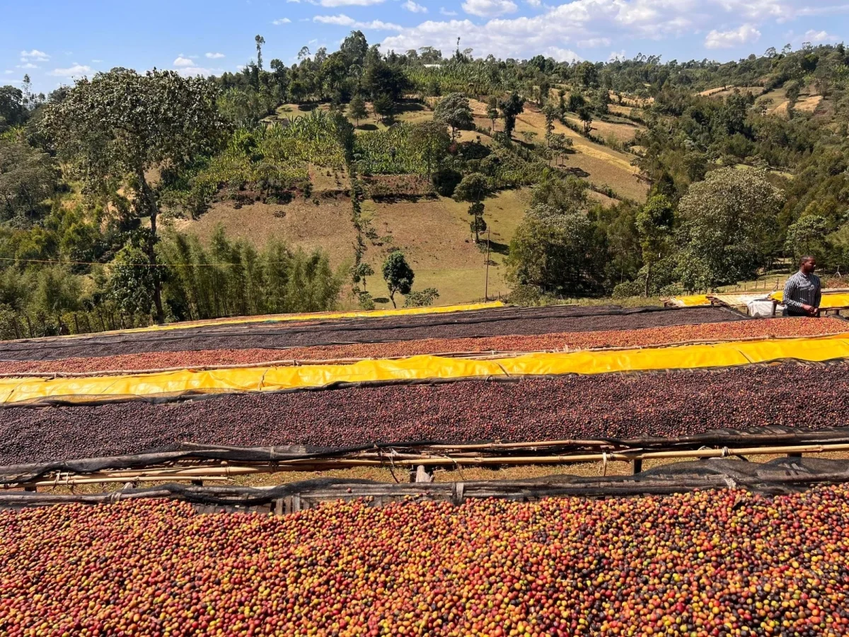 Imagen de Café de Ruanda, el sabor de las mil colinas