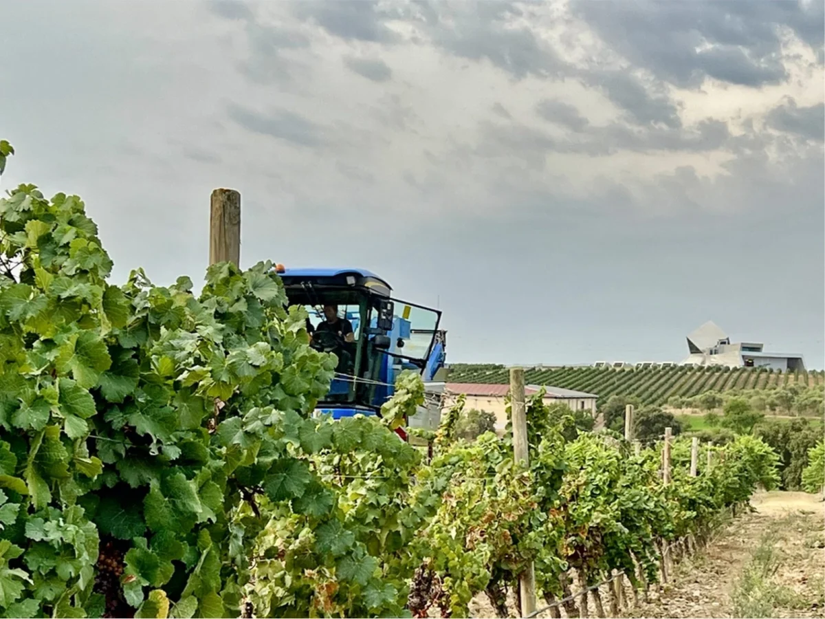 Imagen de Vino y sostenibilidad, nuevo rumbo en la lucha contra la huella de carbono