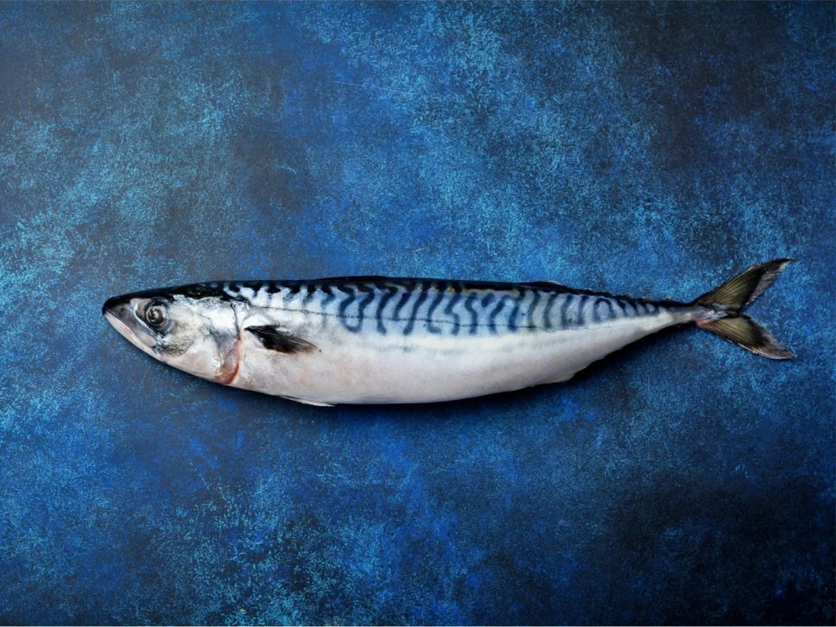 Imagen de Pescados de temporada en verano: guía de sabores y consumo responsable