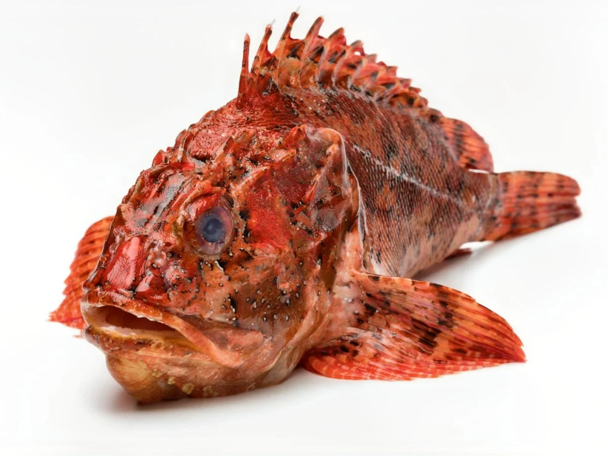 Imagen de Pescados de temporada en verano: guía de sabores y consumo responsable