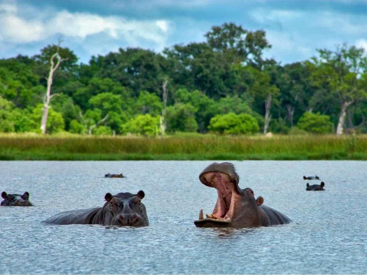 Imagen de Comida en un safari por Kenia, Tanzania y Botswana: sabores de la sabana