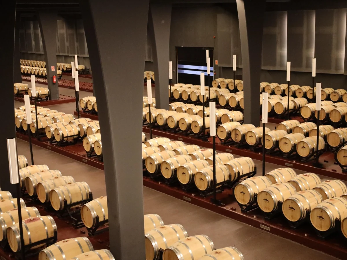 Imagen de Vino y sostenibilidad, nuevo rumbo en la lucha contra la huella de carbono