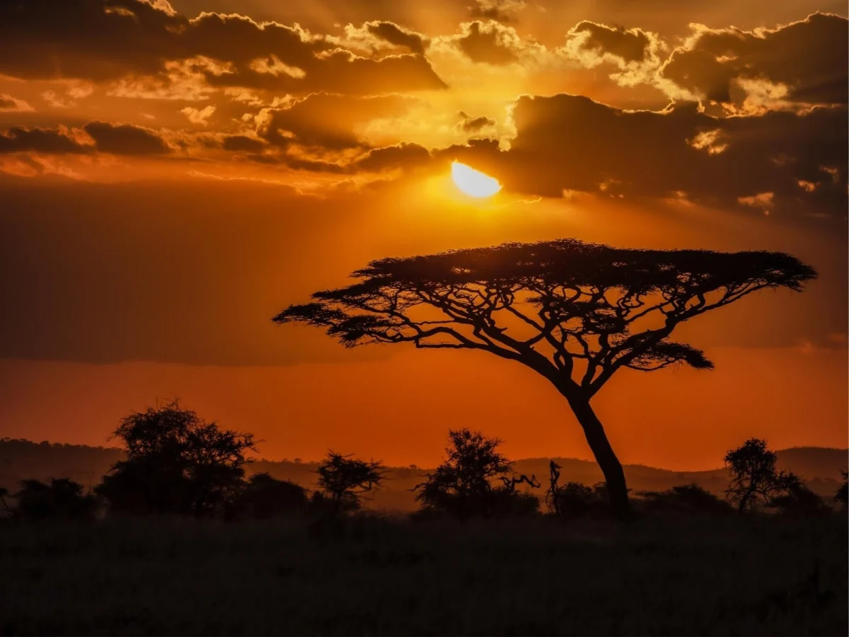 Imagen de Comida en un safari por Kenia, Tanzania y Botswana: sabores de la sabana