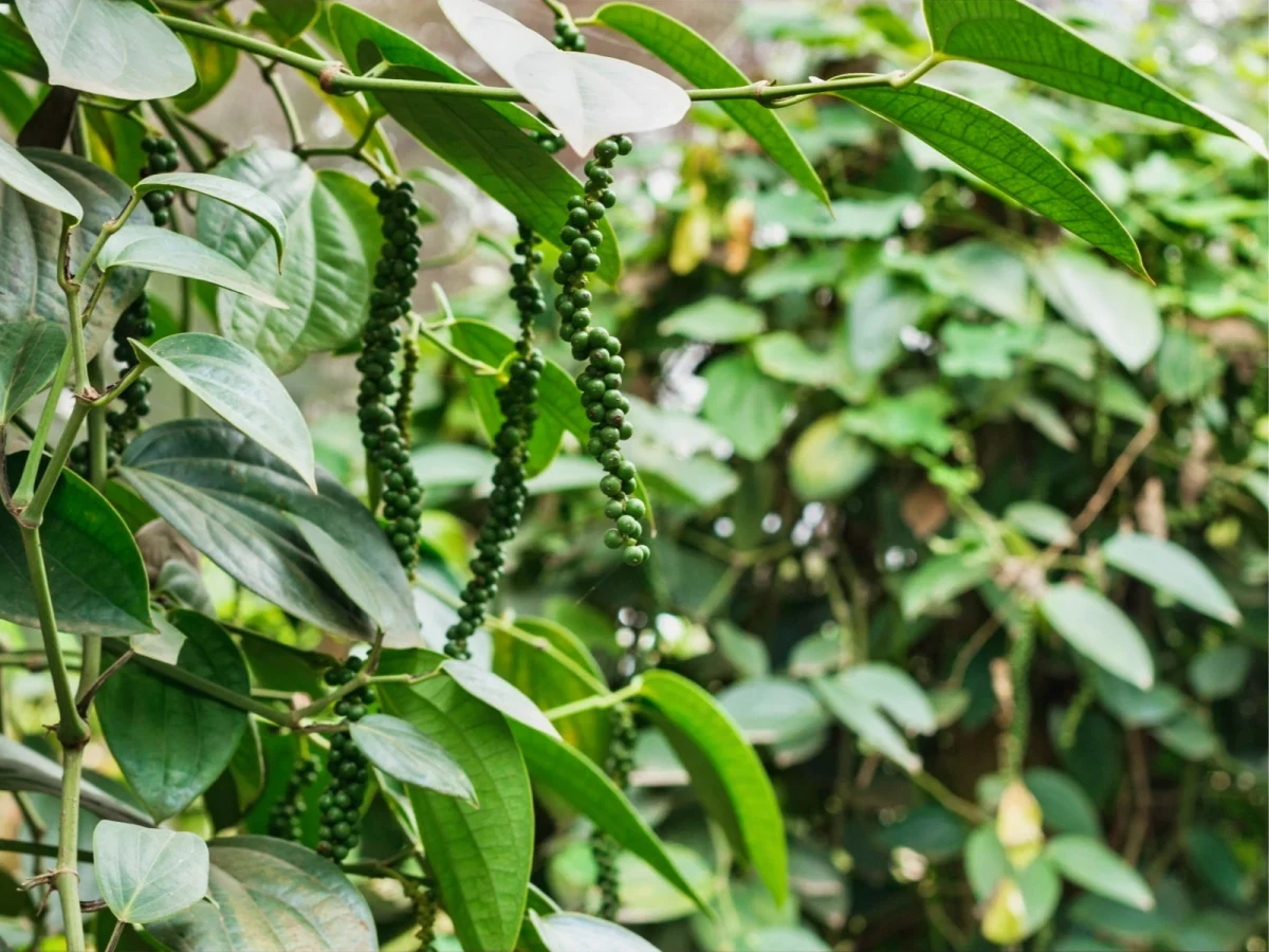 Imagen de De Malabar al mundo: así cambió la pimienta la historia de la comida