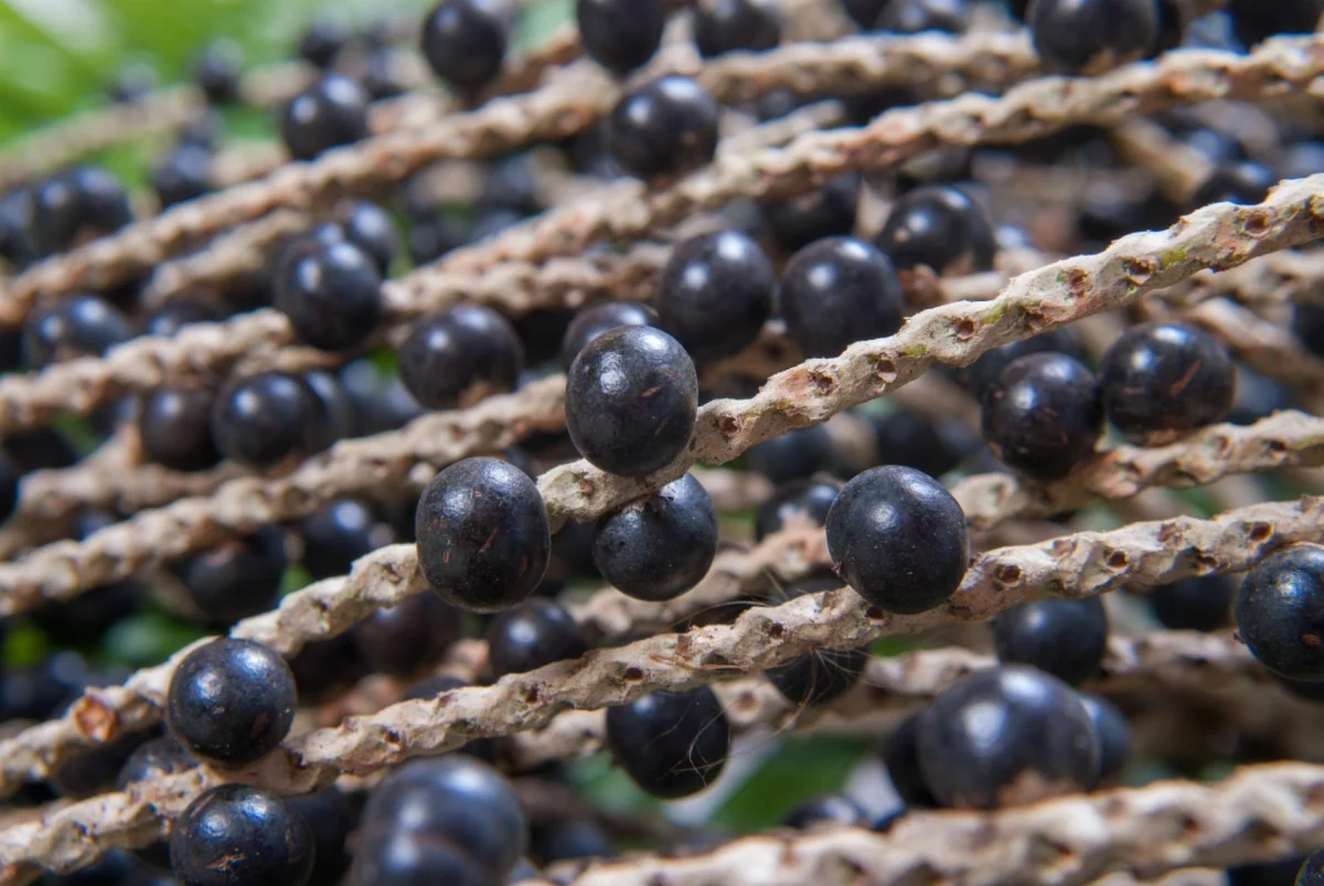 Imagen de Las semillas de açai, un remedio natural contra la obesidad y la diabetes