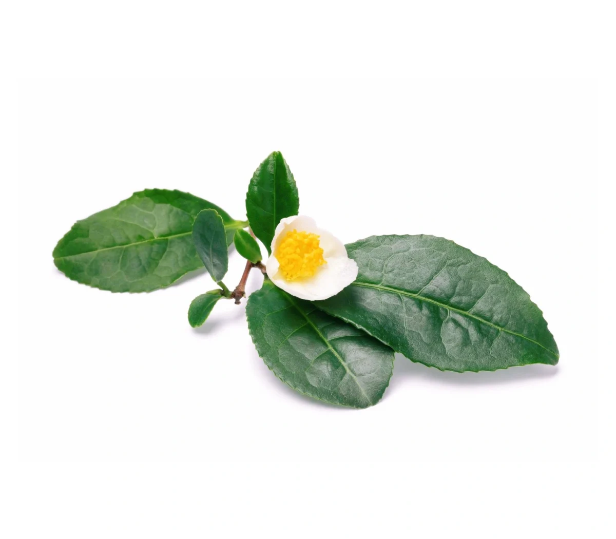 Imagen de El té sin filtros: verdades que nunca te han contado