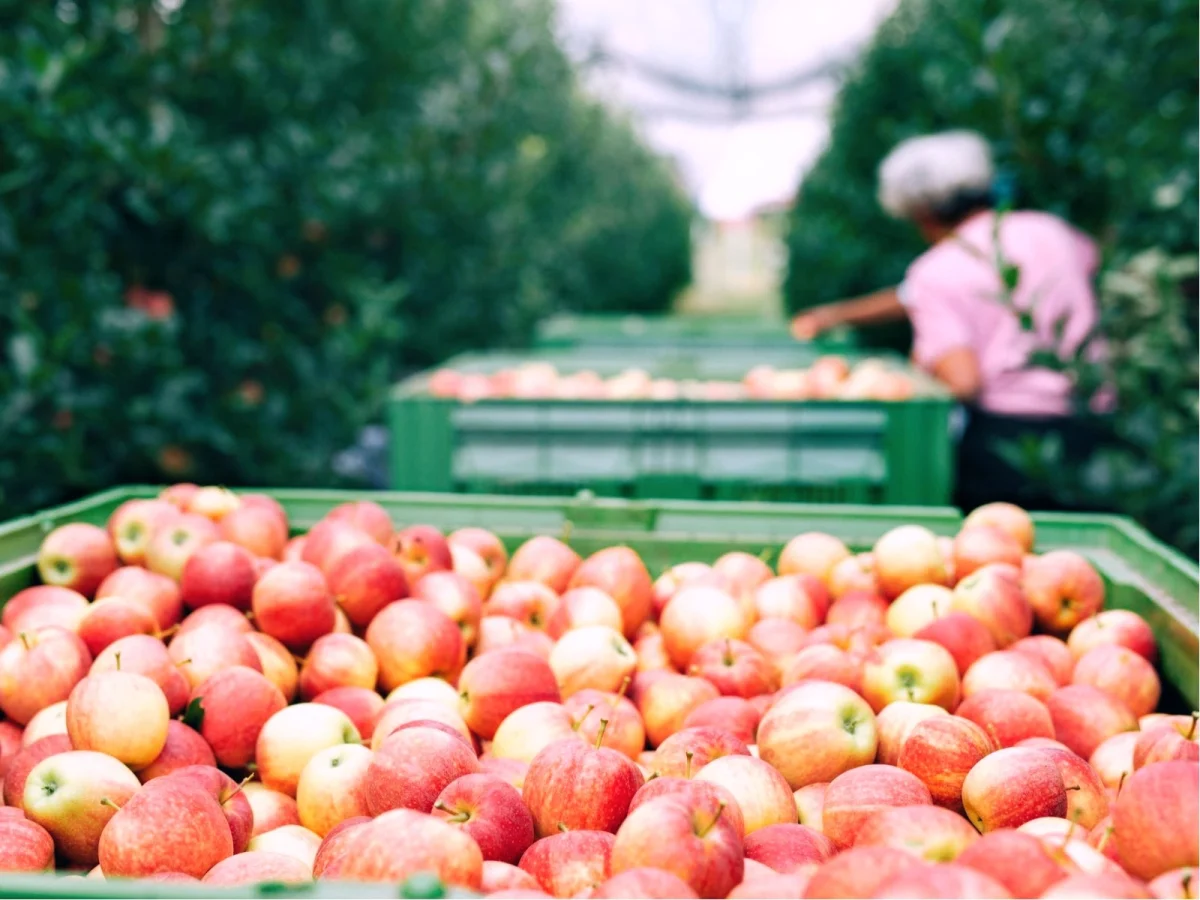 Imagen de Septiembre en Asturias: tiempo de manzanas y sidra