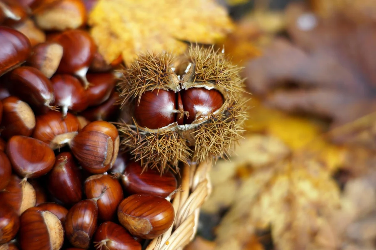 Imagen de Castañas con glamour: del bosque al plato Michelin