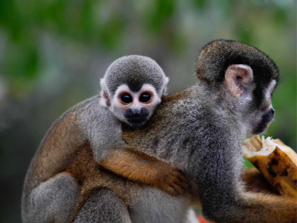 Imagen de Los ríos más bellos para un crucero boutique: Nilo, Mekong, Zambeze y Amazonas