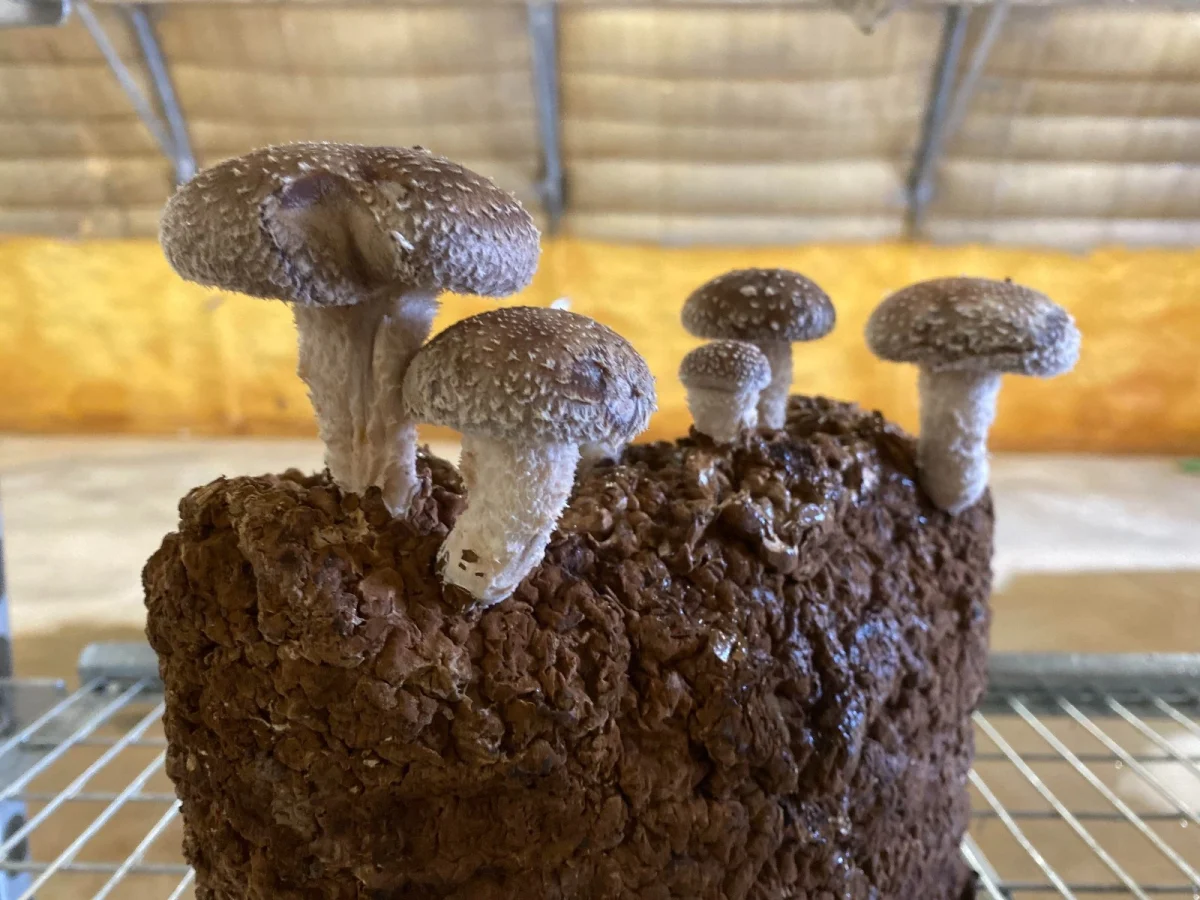 Imagen de Gastronomía social: la receta de Atades para un mundo más justo