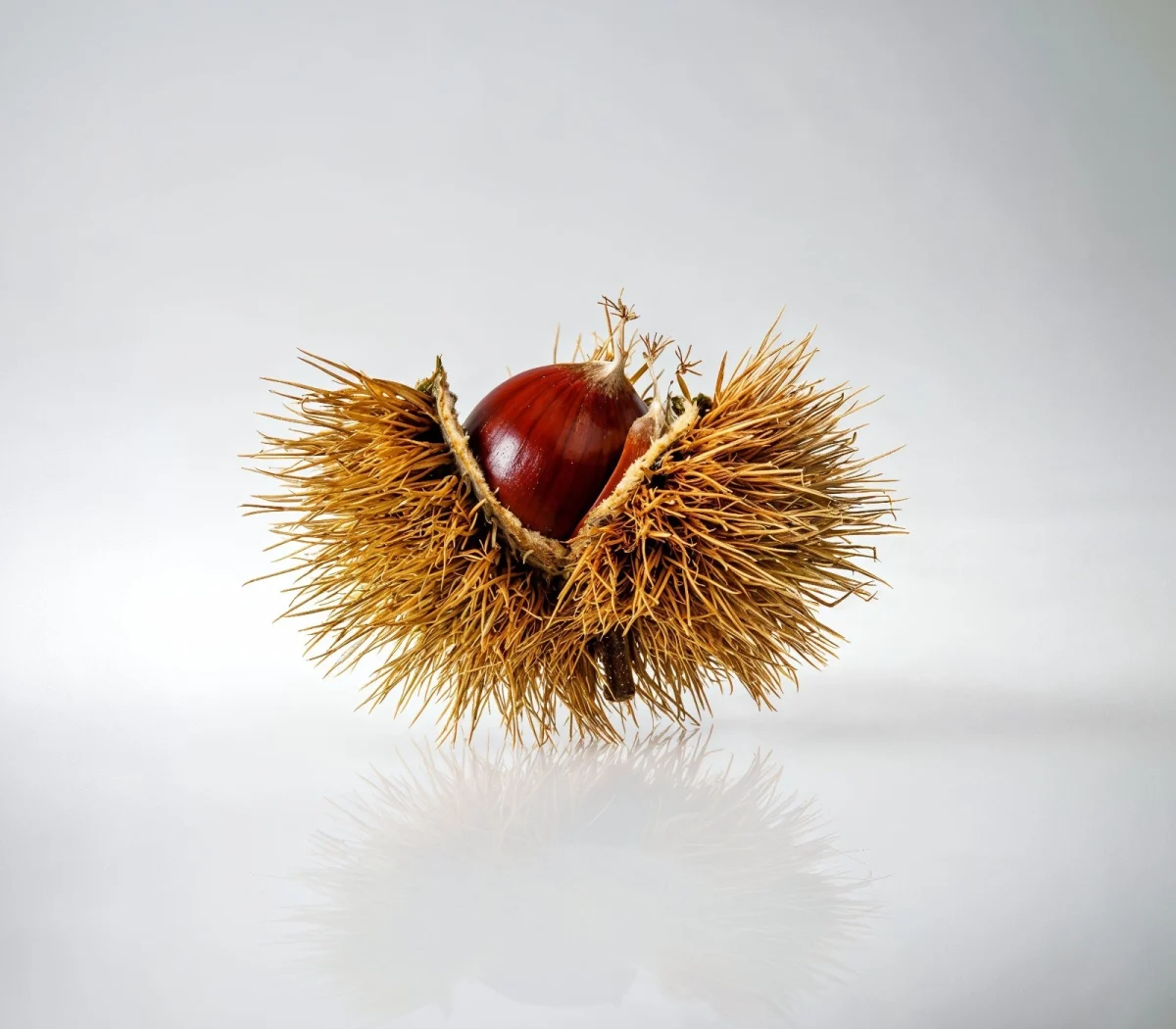 Castañas con glamour: del bosque al plato Michelin - GEO GASTRONÓMICA