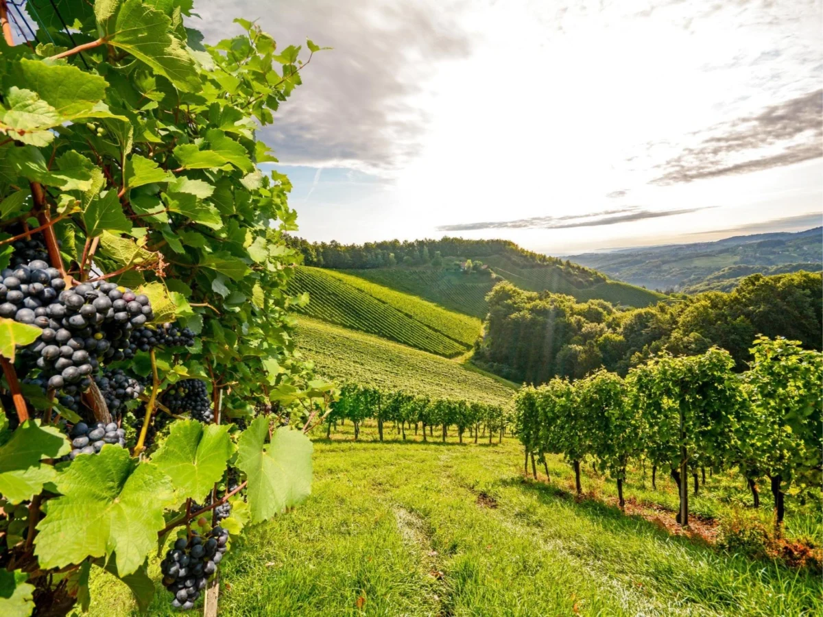 Imagen de Cava y Champagne: dos burbujas, dos culturas, un mismo ritual