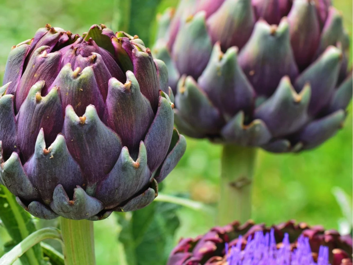 Imagen de Descubre por qué la alcachofa fue lujo, deseo… y objetivo de la mafia