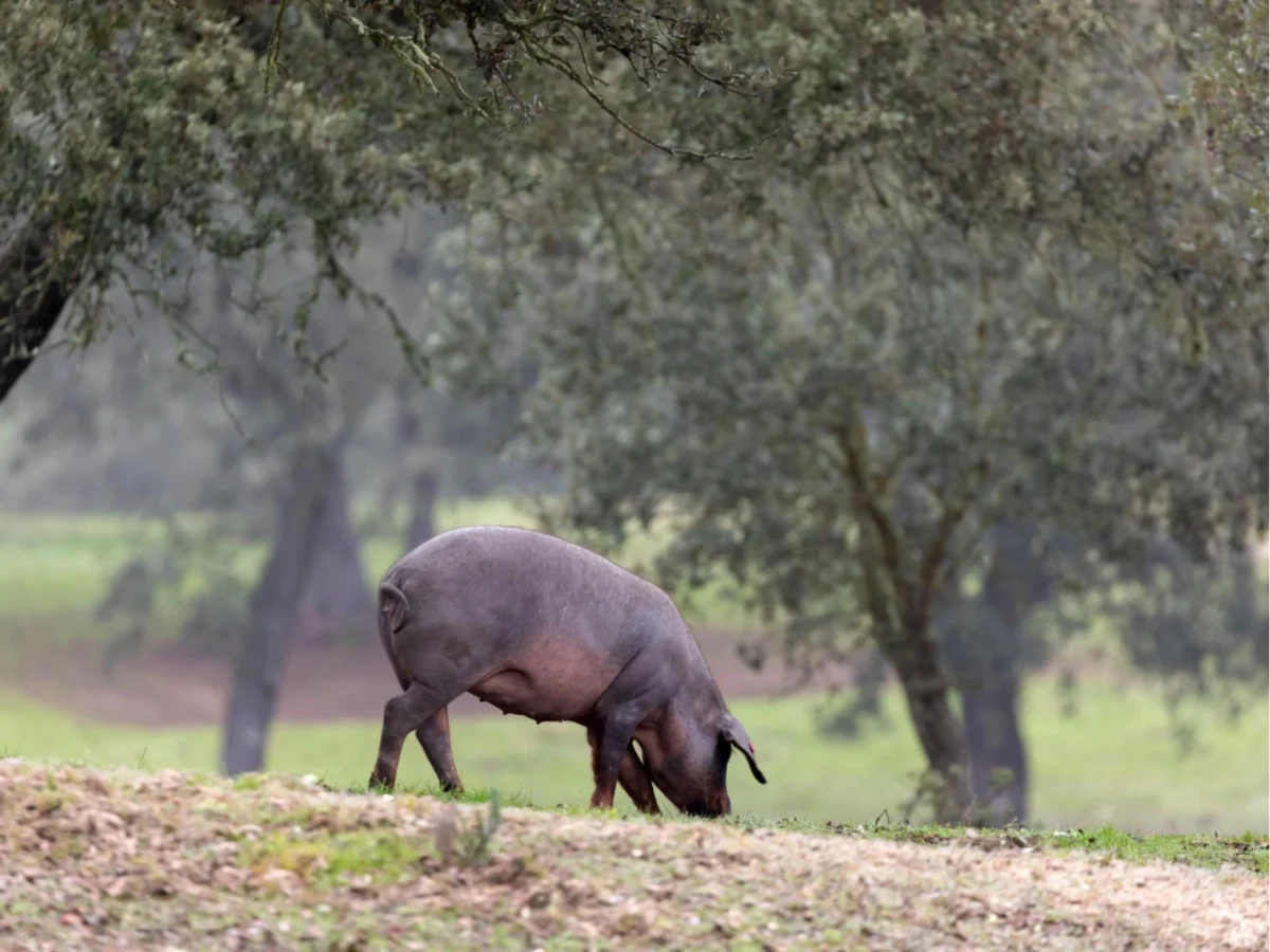 Imagen de Tiempo de matacía: el ritual rural que marcó la cocina de varias generaciones 1 Imagen de Tiempo de matacía: el ritual rural que marcó la cocina de varias generaciones