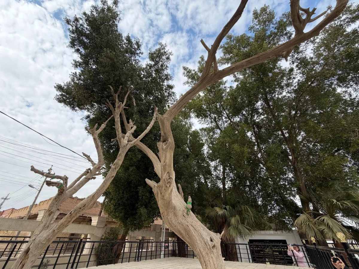 Imagen de Mesopotamia (Irak): Libro de viaje 16 Imagen de Mesopotamia (Irak): Libro de viaje