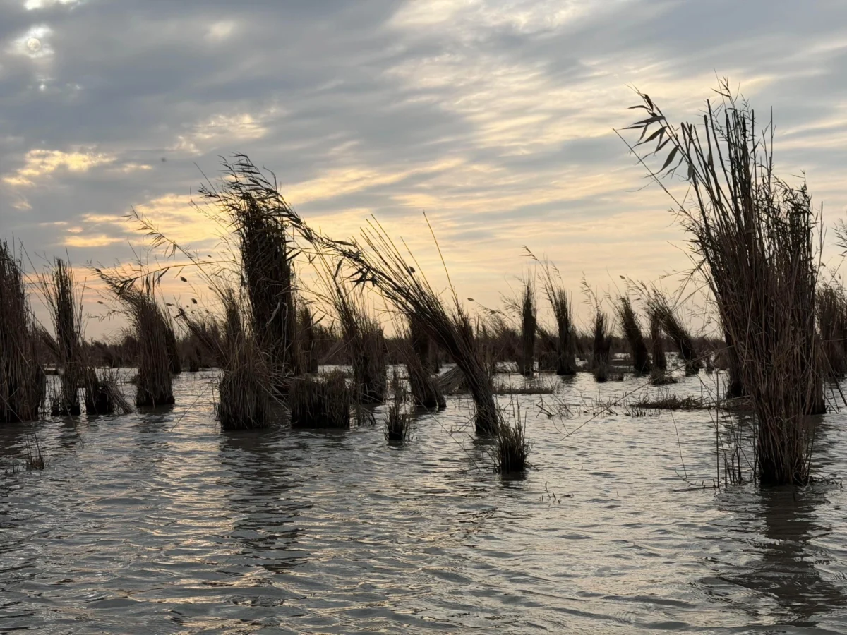 Imagen de Mesopotamia (Irak): Libro de viaje 21 Imagen de Mesopotamia (Irak): Libro de viaje