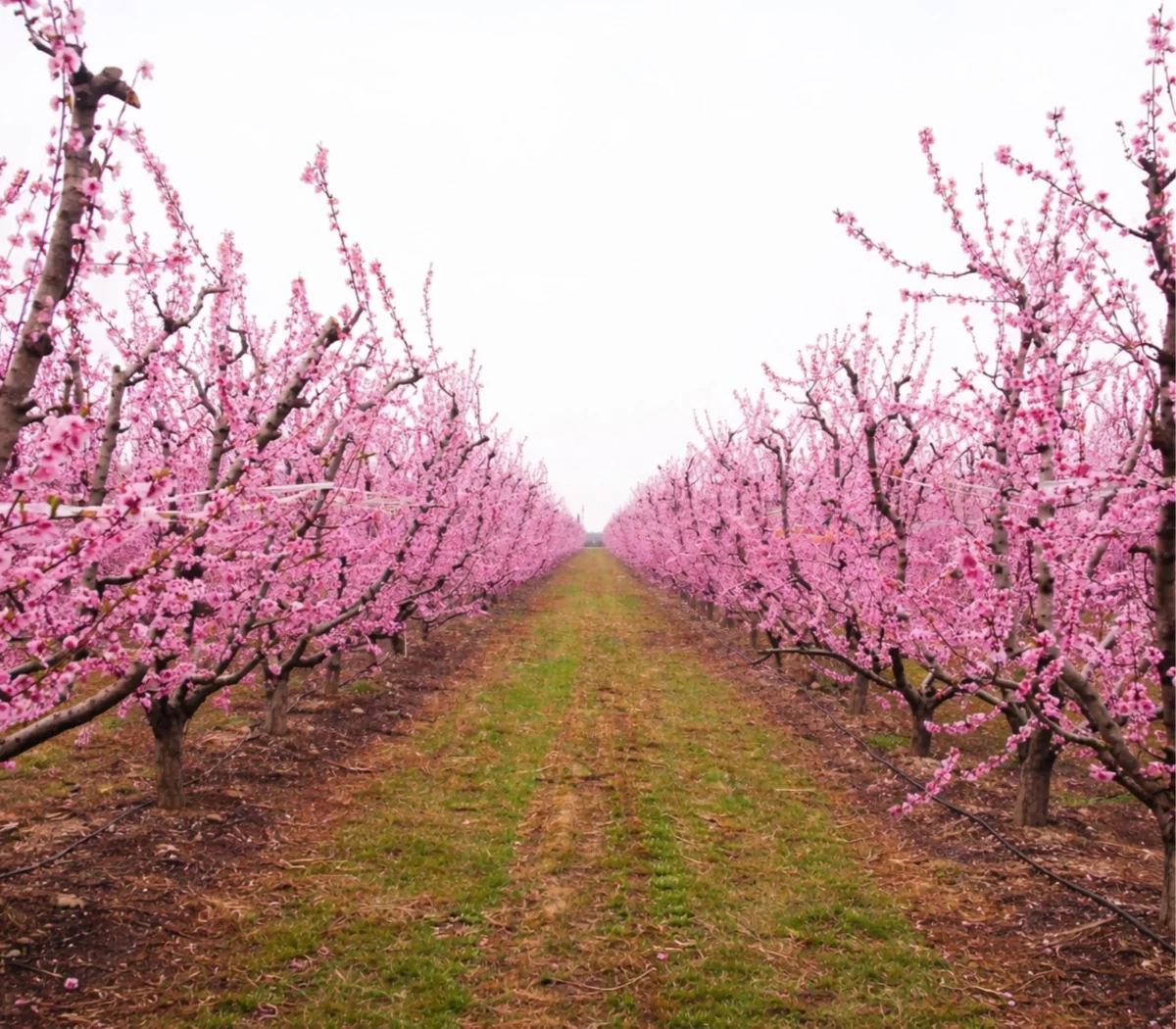 Imagen de Provocativa por fuera y discutible por dentro: el sabor de la fruta a examen