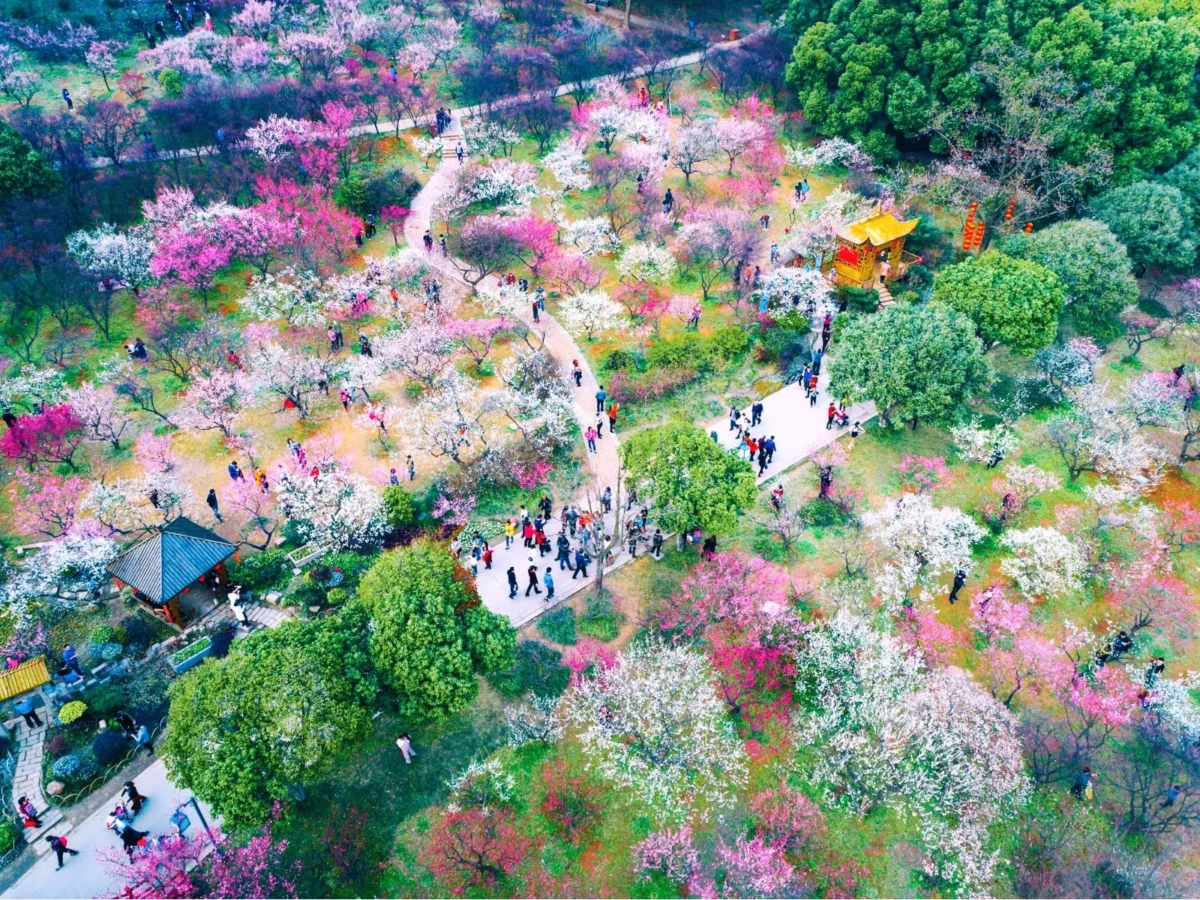 Imagen de Hanami: comer bajo los cerezos en Japón 2 Imagen de Hanami: comer bajo los cerezos en Japón