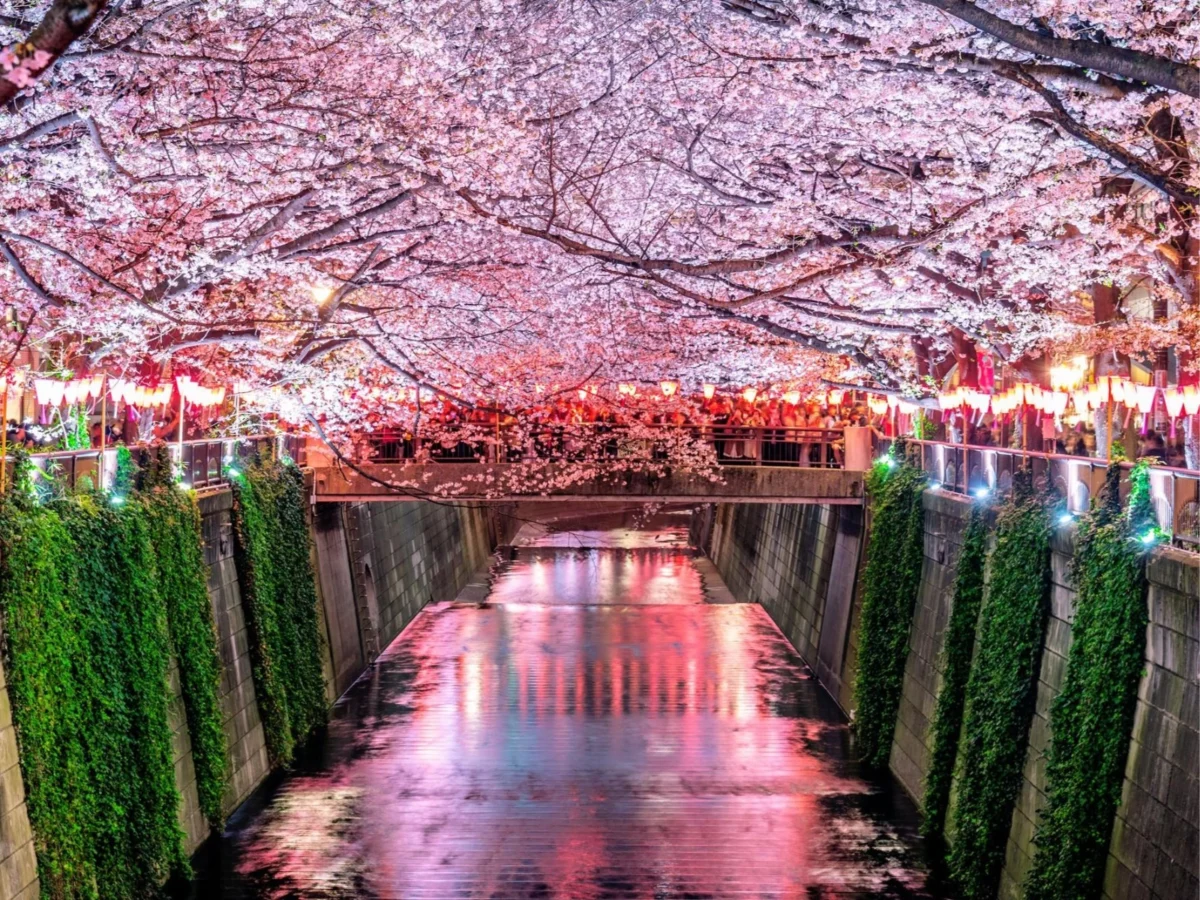 Imagen de Hanami: comer bajo los cerezos en Japón 3 Imagen de Hanami: comer bajo los cerezos en Japón