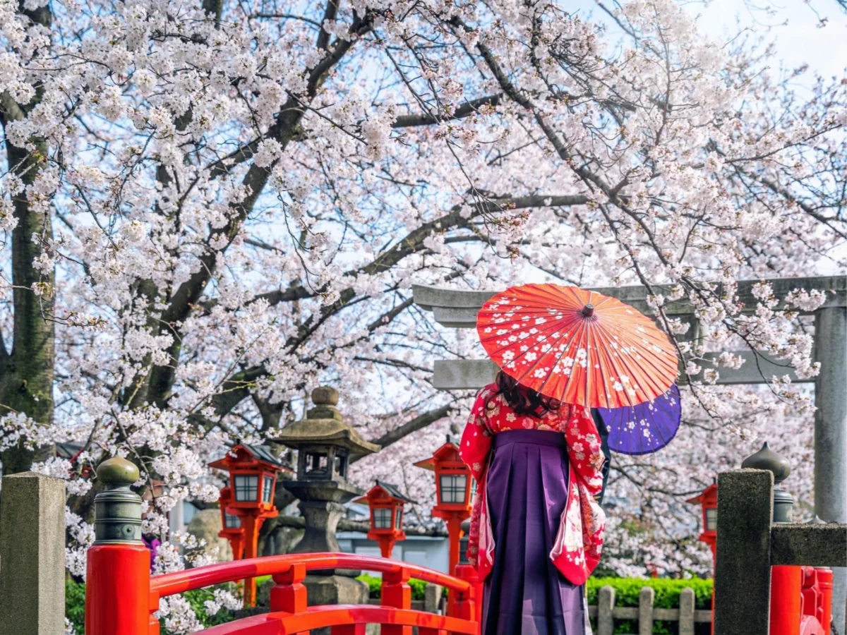 Imagen de Hanami: comer bajo los cerezos en Japón 1 Imagen de Hanami: comer bajo los cerezos en Japón