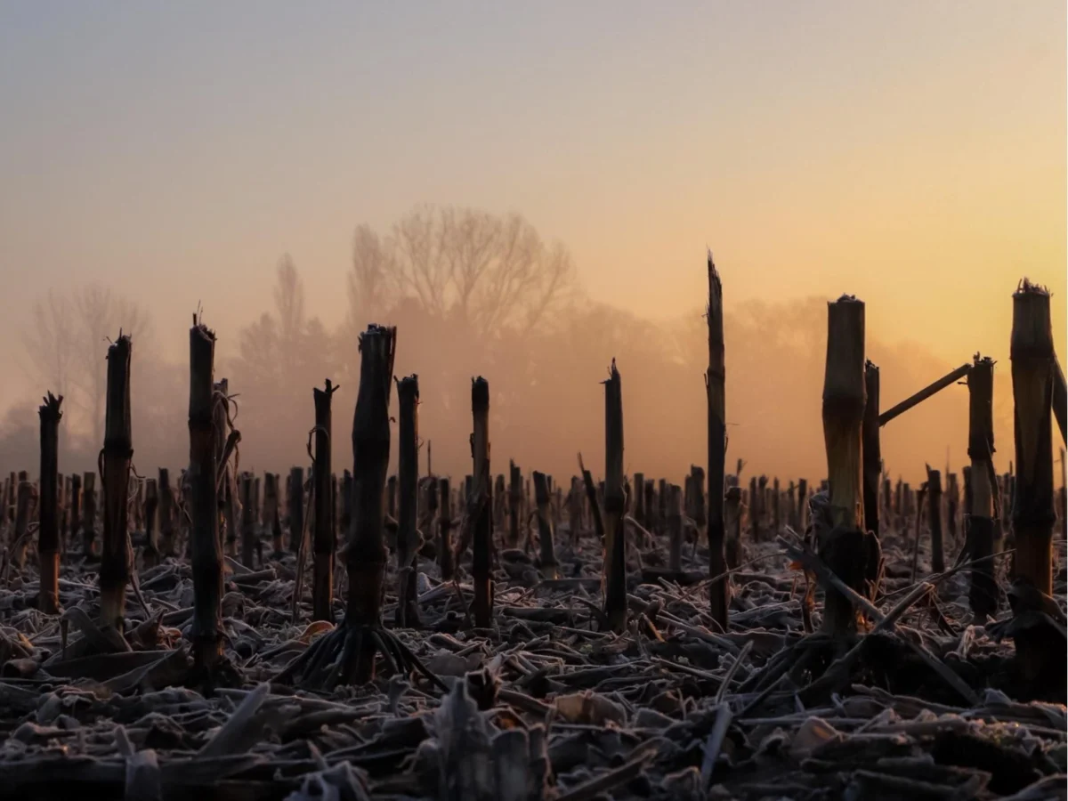 Imagen de Cocinas bajo asedio (III): sembrar entre ruinas
