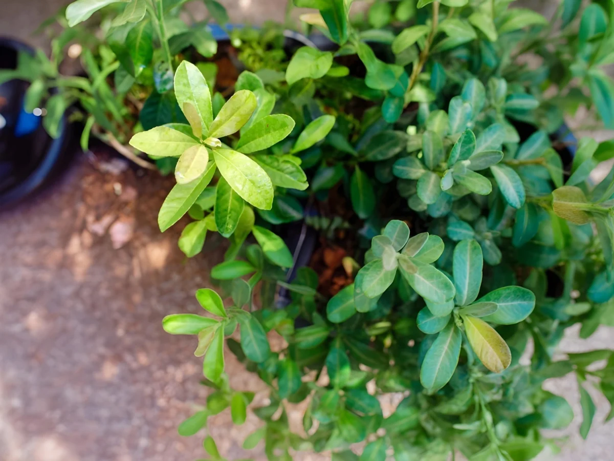 Imagen de Patrimonios UNESCO (I): qué es el tereré de Paraguay y por qué la UNESCO lo protege