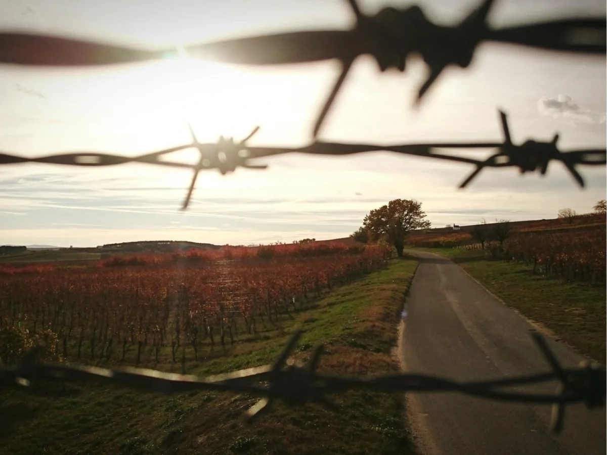 Imagen de Cocinas bajo asedio (III): sembrar entre ruinas