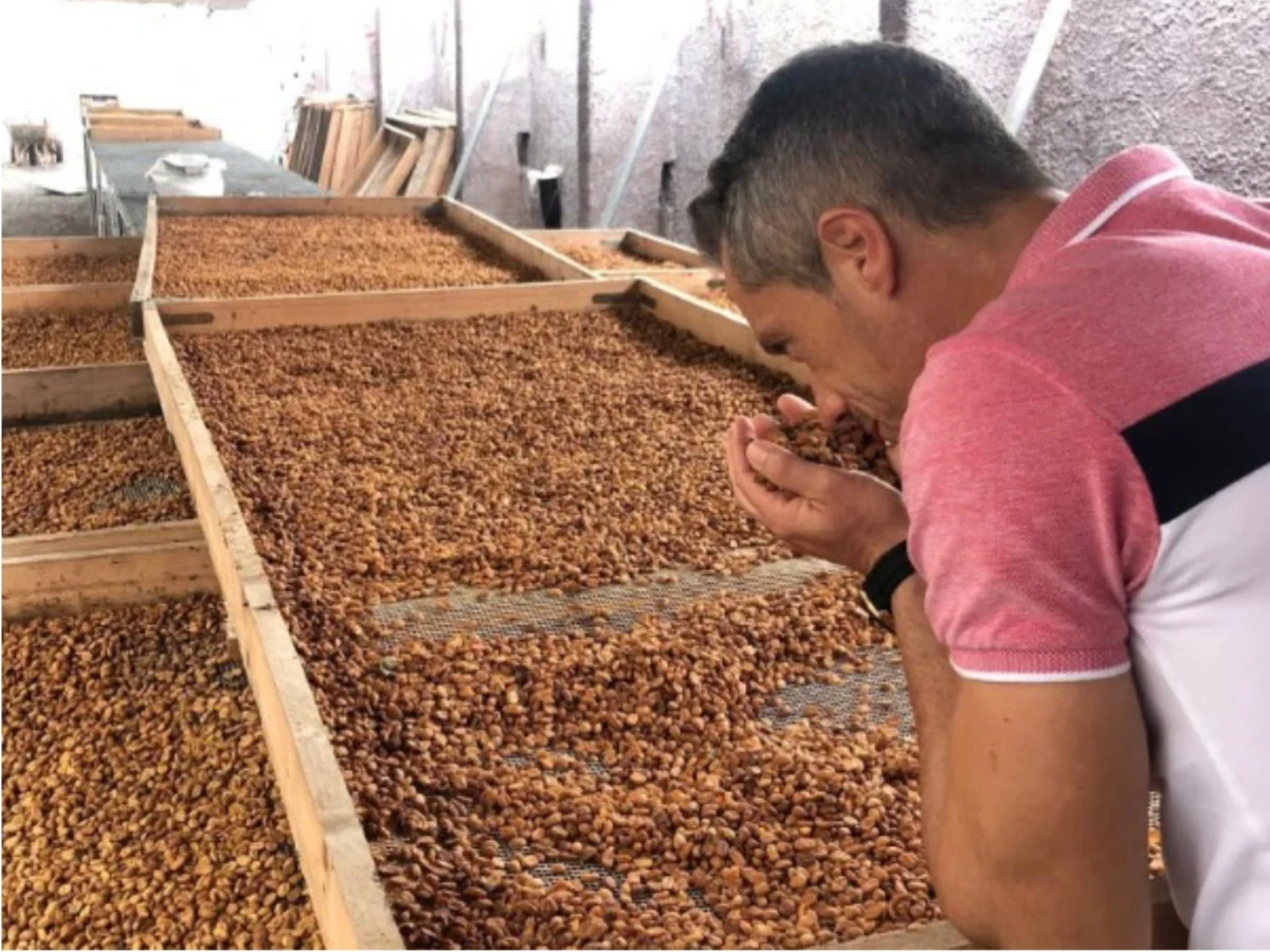 Imagen de Agaete convierte su café en una experiencia turística única en Gran Canaria