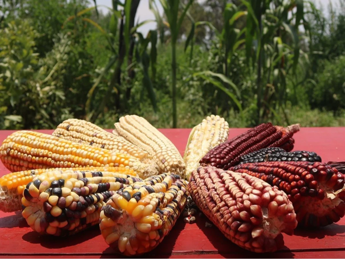 Imagen de La Gruta: comer bajo tierra junto a las pirámides de Teotihuacán