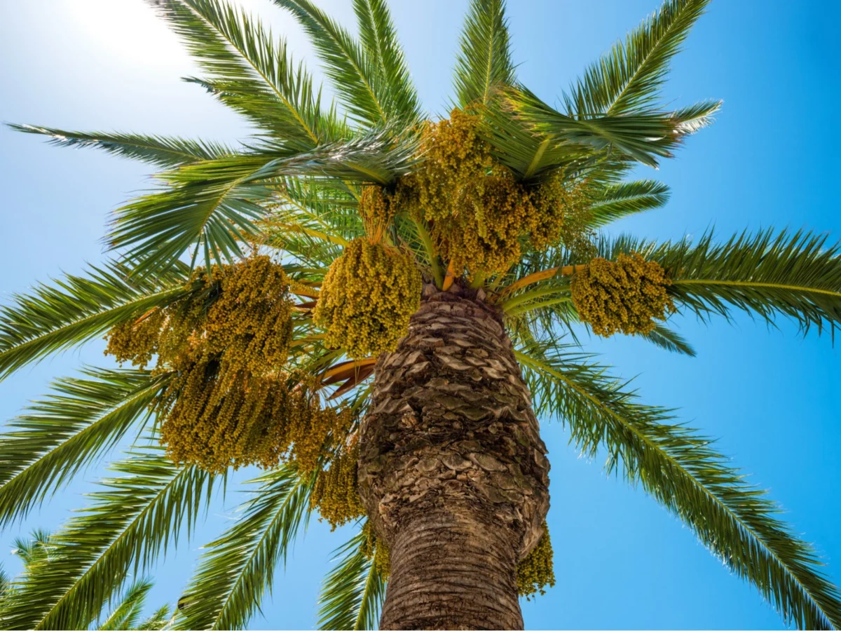 Imagen de Patrimonios UNESCO (III): La palmera datilera, el árbol que hizo habitable el desierto 1 Imagen de Patrimonios UNESCO (III): La palmera datilera, el árbol que hizo habitable el desierto