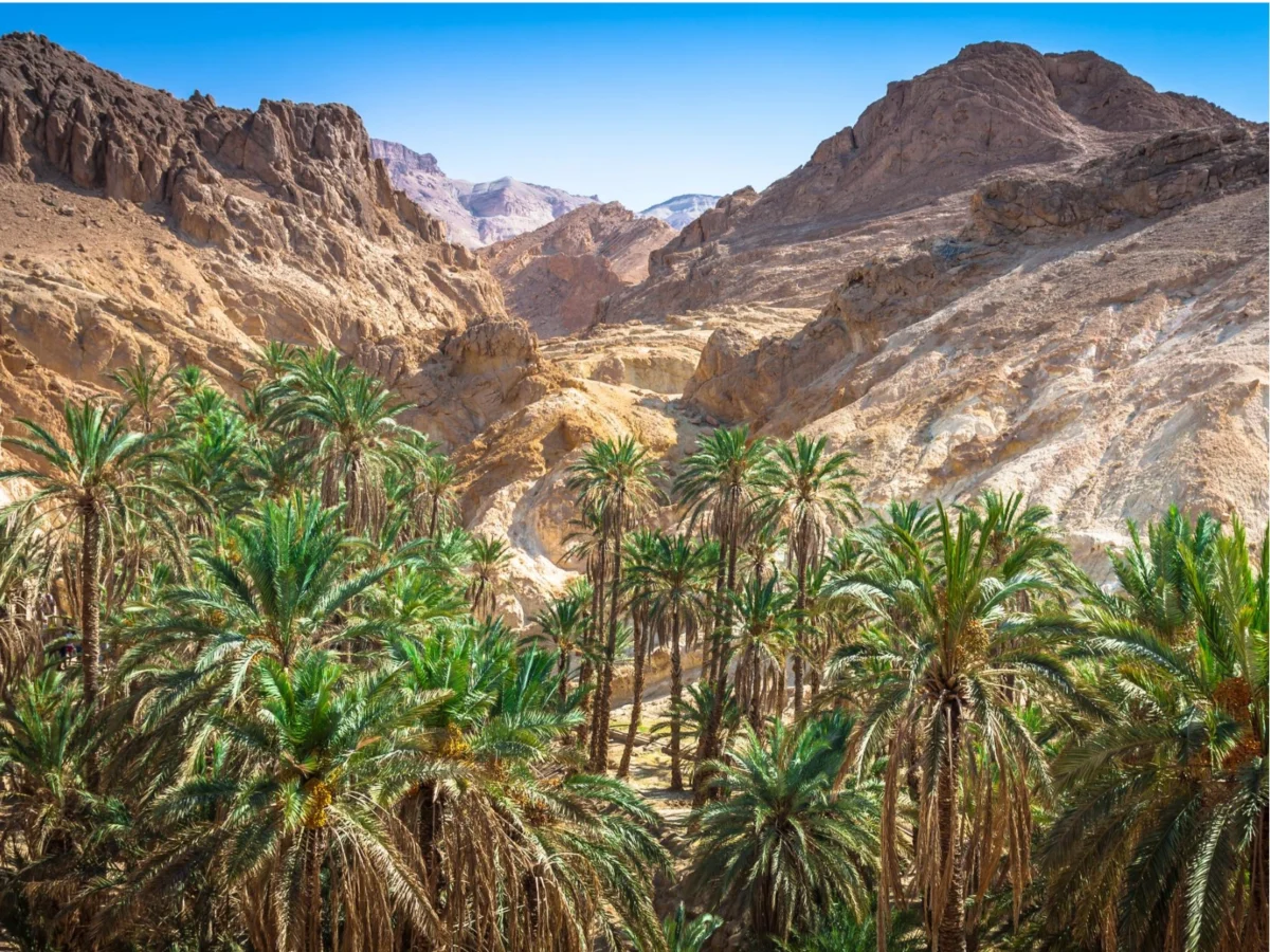 Imagen de Patrimonios UNESCO (III): La palmera datilera, el árbol que hizo habitable el desierto 2 Imagen de Patrimonios UNESCO (III): La palmera datilera, el árbol que hizo habitable el desierto