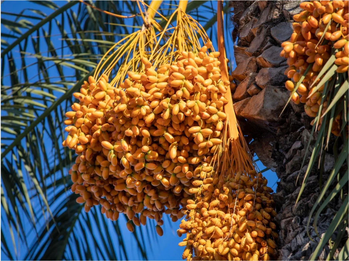 Imagen de Patrimonios UNESCO (III): La palmera datilera, el árbol que hizo habitable el desierto 3 Imagen de Patrimonios UNESCO (III): La palmera datilera, el árbol que hizo habitable el desierto