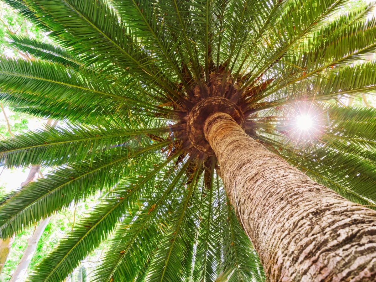 Imagen de Patrimonios UNESCO (III): La palmera datilera, el árbol que hizo habitable el desierto 4 Imagen de Patrimonios UNESCO (III): La palmera datilera, el árbol que hizo habitable el desierto
