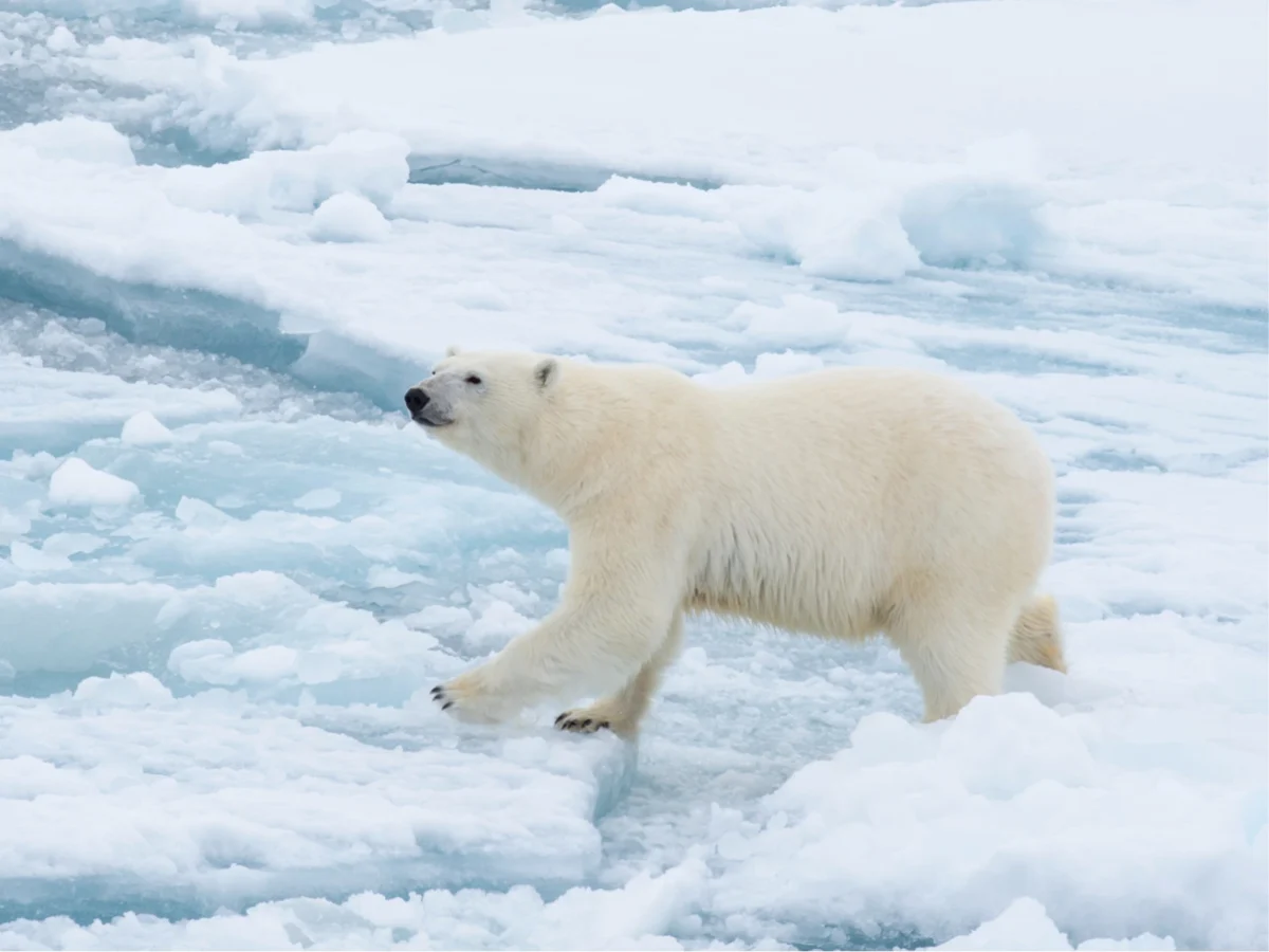 Imagen de Atlas de cocinas amenazadas (I): Cuando el hielo deja de alimentar a los inuit