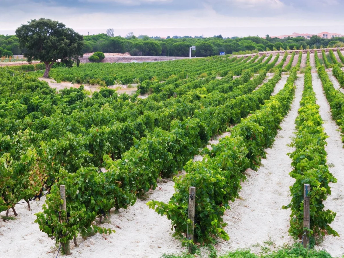 Imagen de Jerez y el nacimiento del vino: un rito de casi tres mil años