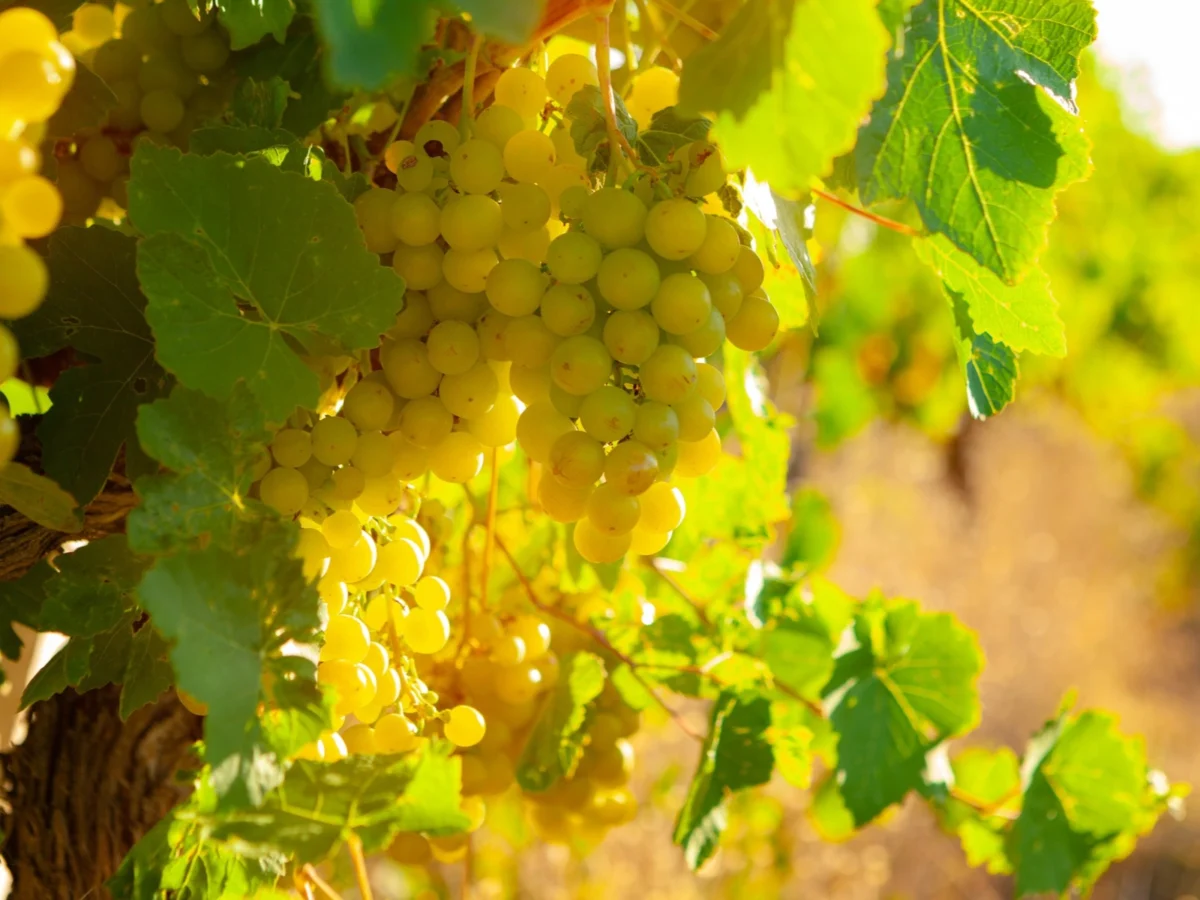 Imagen de Jerez y el nacimiento del vino: un rito de casi tres mil años