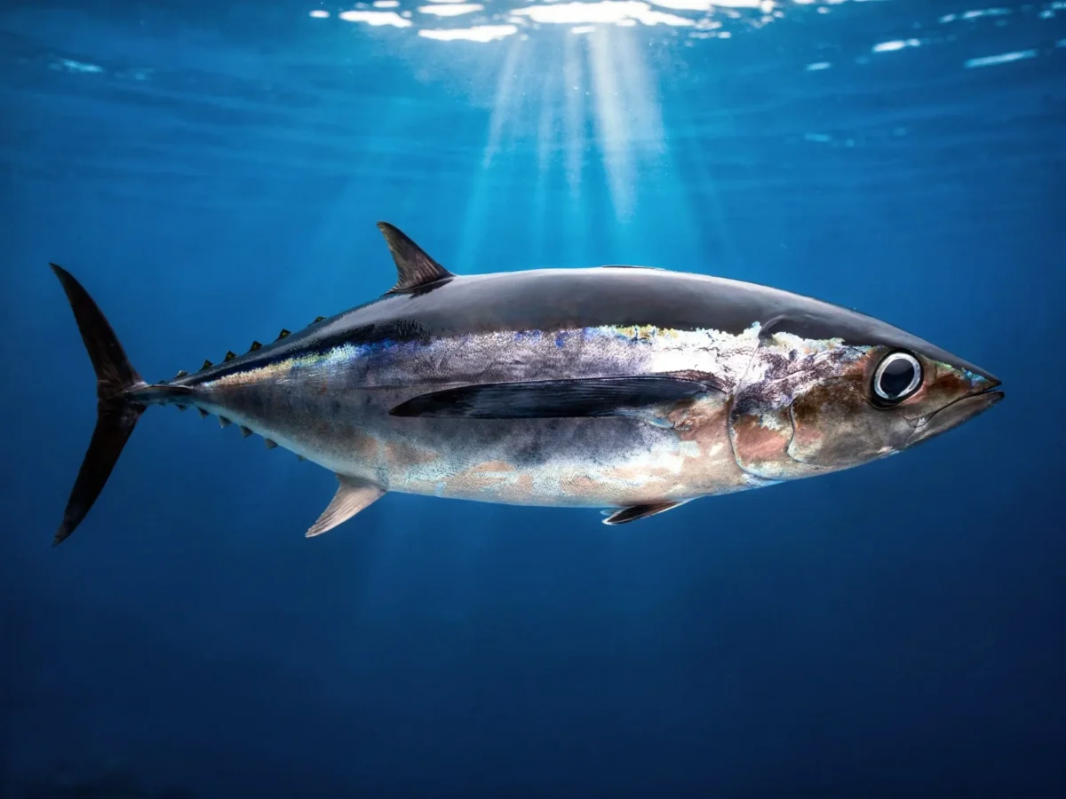 Imagen de Bonito del norte: los últimos días de la costera 1 Imagen de Bonito del norte: los últimos días de la costera