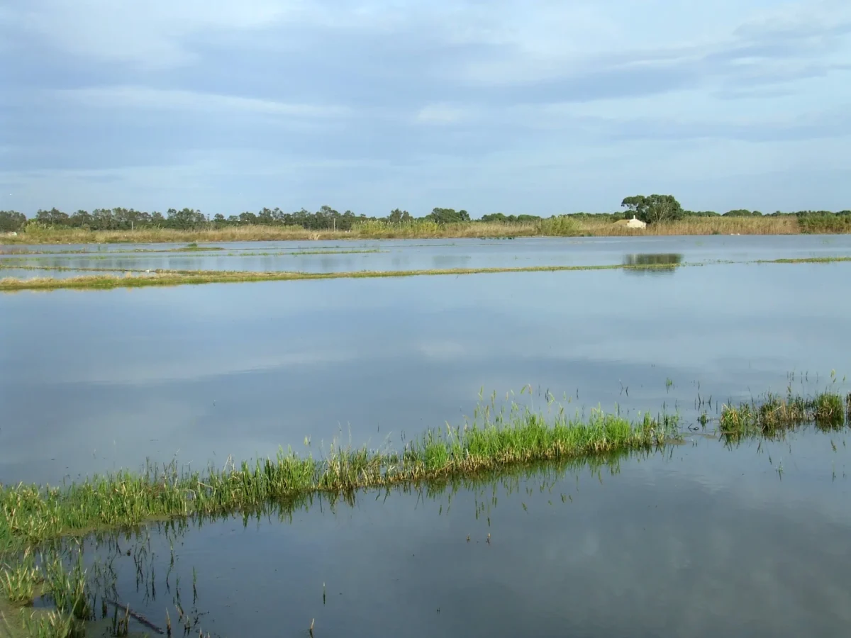 Imagen de De la Albufera al mundo: cómo la paella se convirtió en un icono global