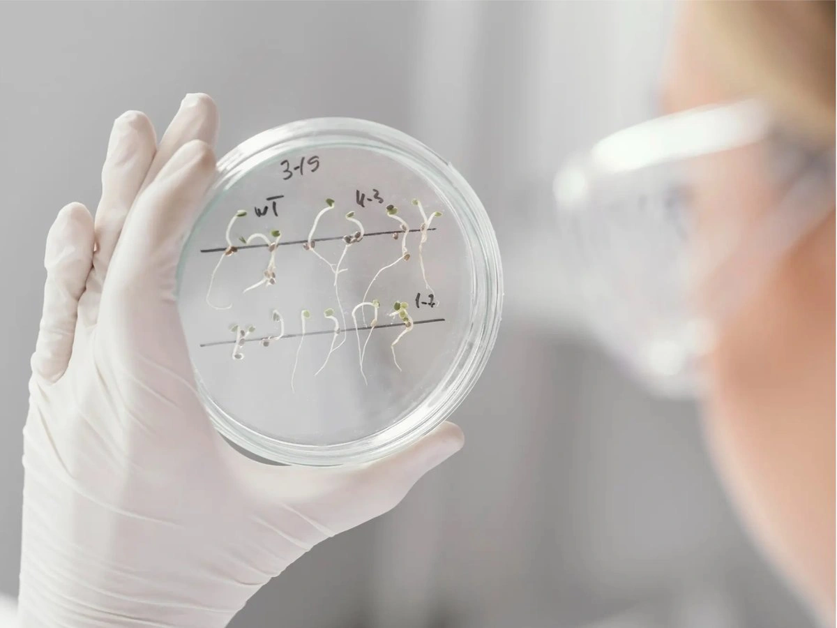 Imagen de La ciencia busca cómo alimentar a la humanidad y encuentra respuestas en el pasado
