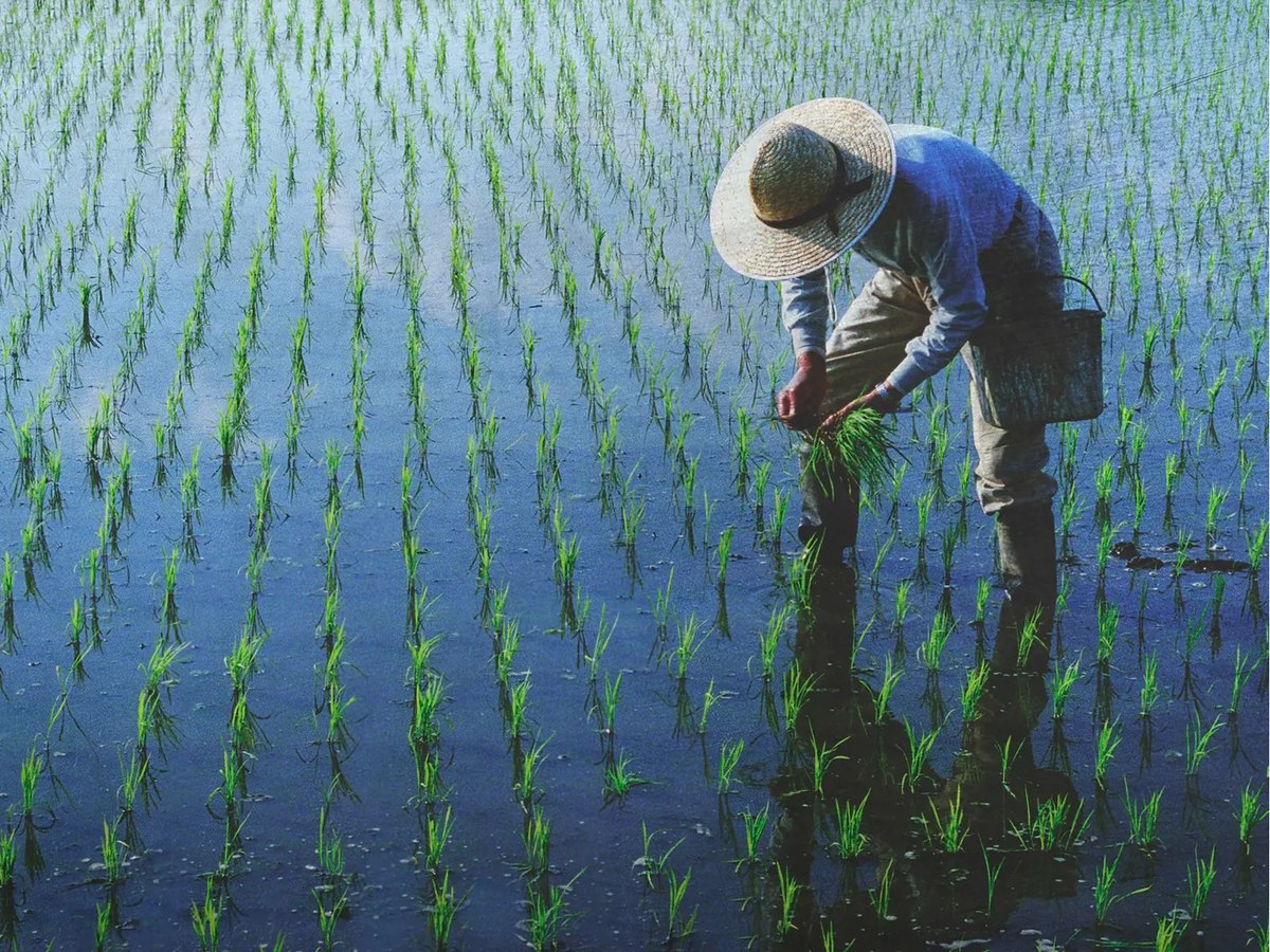Imagen de La ciencia busca cómo alimentar a la humanidad y encuentra respuestas en el pasado