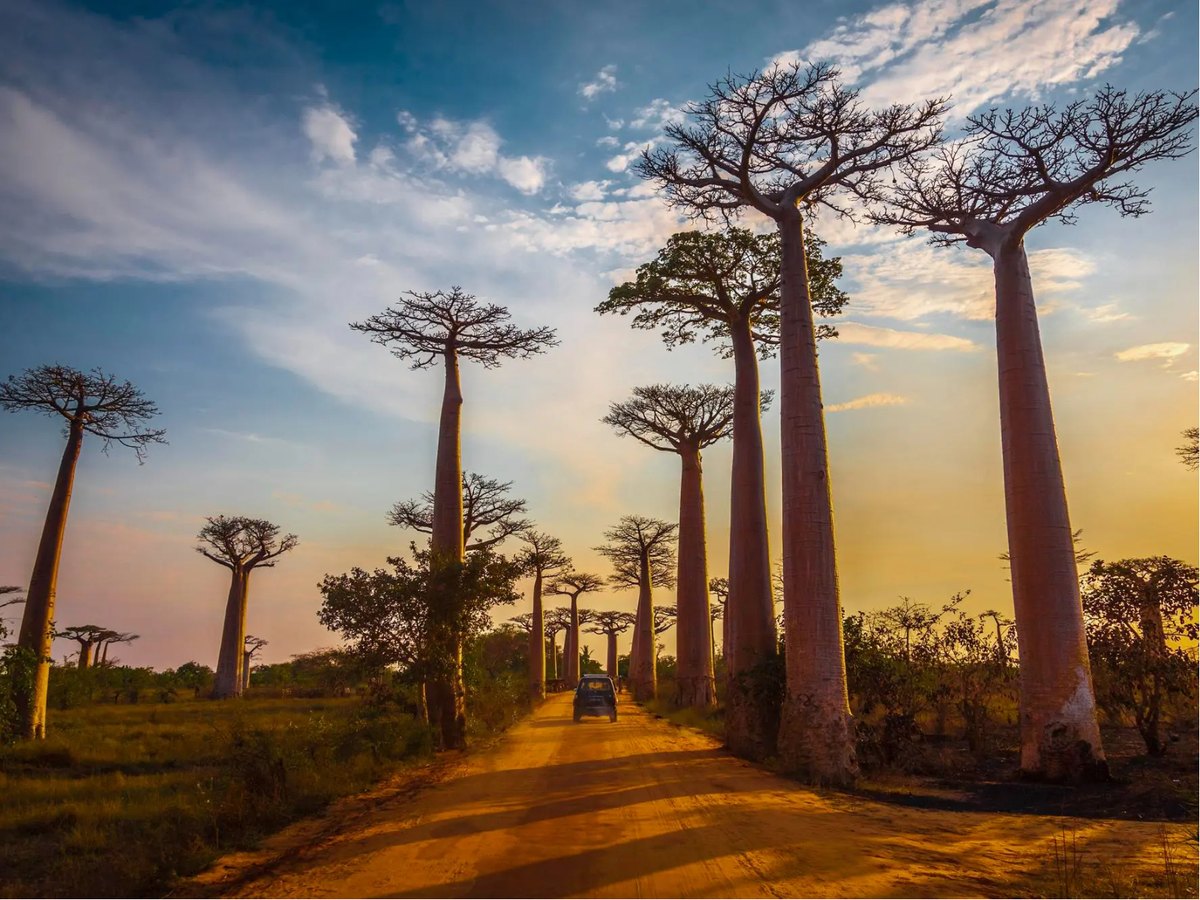 Imagen de Madagascar: un viaje entre lémures, baobabs y sabores inesperados